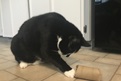 Simple and easy cat enrichment for Micah
